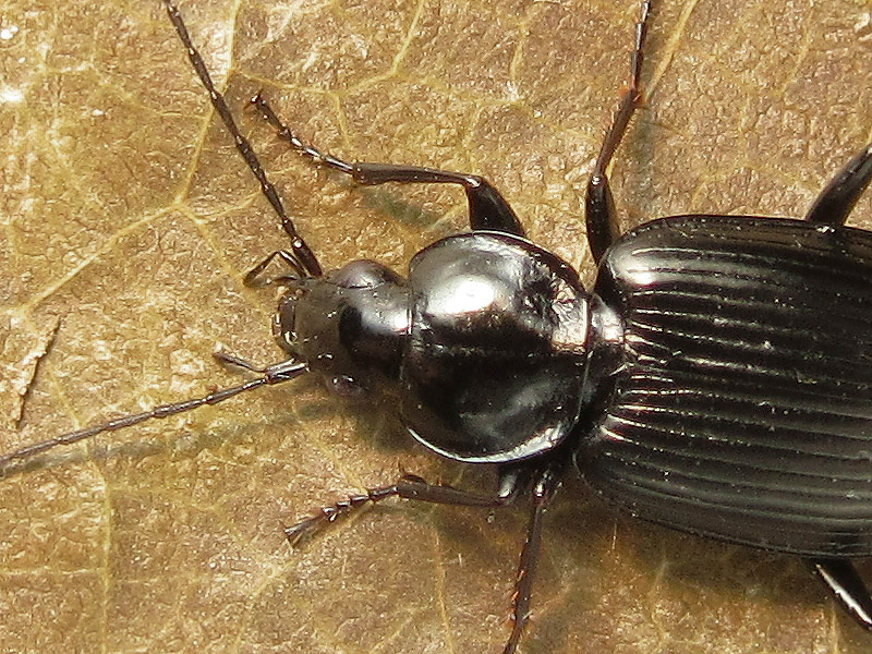 Carabidae: Agonum cfr. duftschmidi (= moestum)